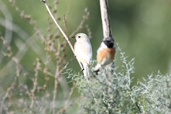 Saxicola rubicola
