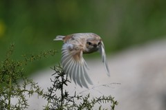 Saxicola rubicola