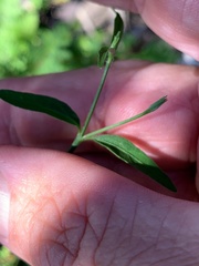 Xerothamnella herbacea