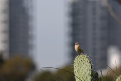 Saxicola rubicola