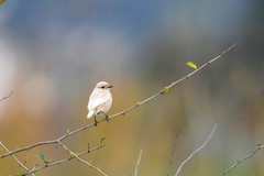 Saxicola rubicola