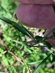 Xerothamnella herbacea