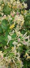 Lonicera caprifolium
