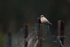 Saxicola rubicola