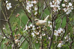 Saxicola rubicola