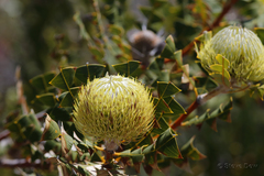 Banksia baxteri