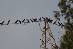 Corvus cornix