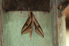 Xylophanes meridanus