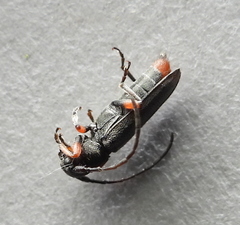 Phytoecia pustulata