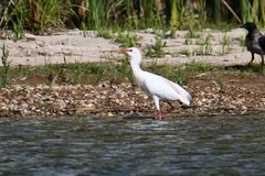 Bubulcus ibis