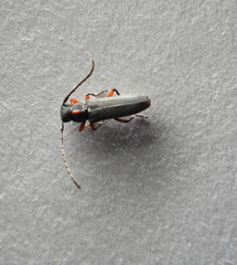 Phytoecia pustulata