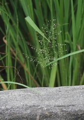 Eragrostis tenella