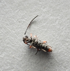 Phytoecia pustulata