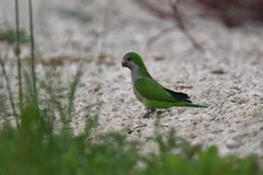 Myiopsitta monachus