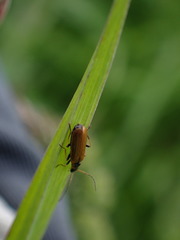 Rhagonycha nigriventris