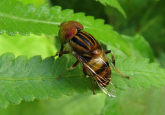 Eristalinus megacephalus
