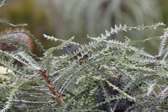 Stipiturus malachurus westernensis