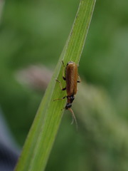 Rhagonycha nigriventris