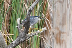 Butorides striata