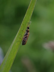 Rhagonycha nigriventris