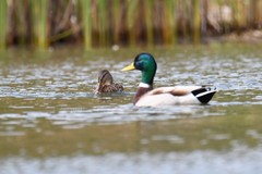 Anas platyrhynchos