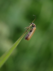 Rhagonycha nigriventris