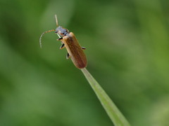 Rhagonycha nigriventris