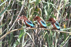 Halcyon smyrnensis