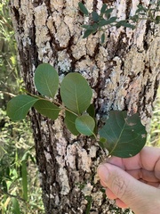 Cadellia pentastylis