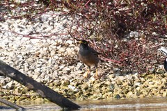 Acridotheres tristis