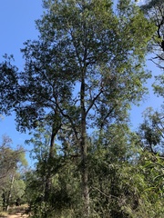 Cadellia pentastylis