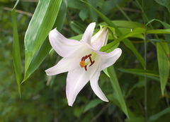 Lilium japonicum