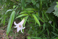 Lilium japonicum