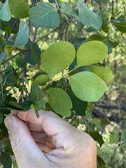 Cadellia pentastylis