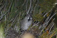 Psophodes nigrogularis