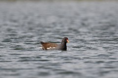Gallinula chloropus