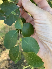 Cadellia pentastylis