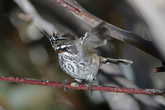 Spotted Scrubwren photo 2