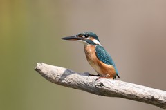 Alcedo atthis