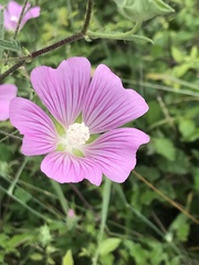 Malva punctata