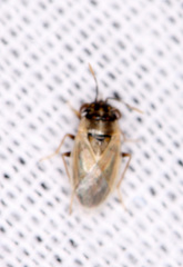 Geocoris phaeopterus