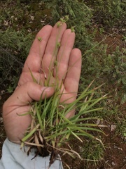 Carex concinna