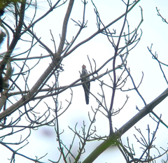 Cuculus poliocephalus