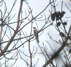 Cuculus poliocephalus