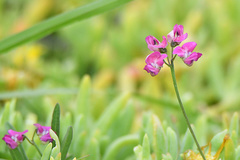 Dolichos hastiformis