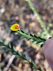 Bossiaea concolor