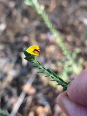 Bossiaea concolor