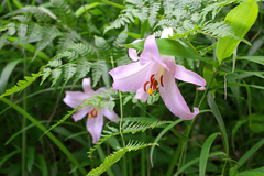 Lilium japonicum