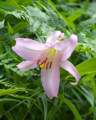 Lilium japonicum