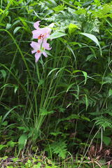 Lilium japonicum